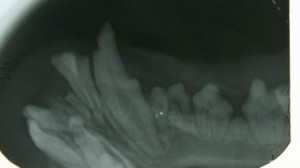 HIPO5