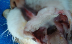 דלקת ריריות אחוריות בחתול