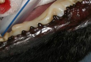 pica11