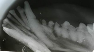 pica6