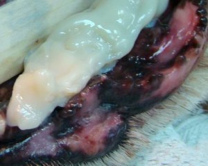 pica8