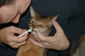 צחצוח שיניים לחתול