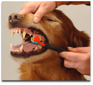 צחצוח שיניים לכלב