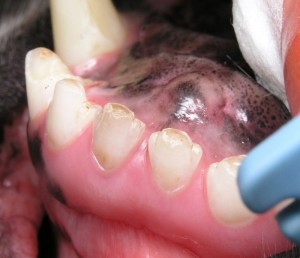 מראה קליני של שיני כלב - שיניים נראות במצב טוב