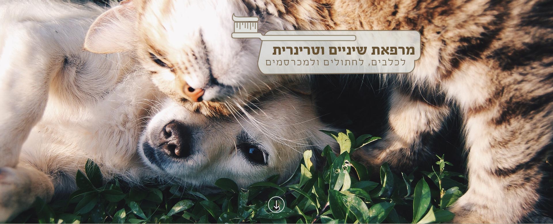 וטרינר שיניים כלבים חתולים
